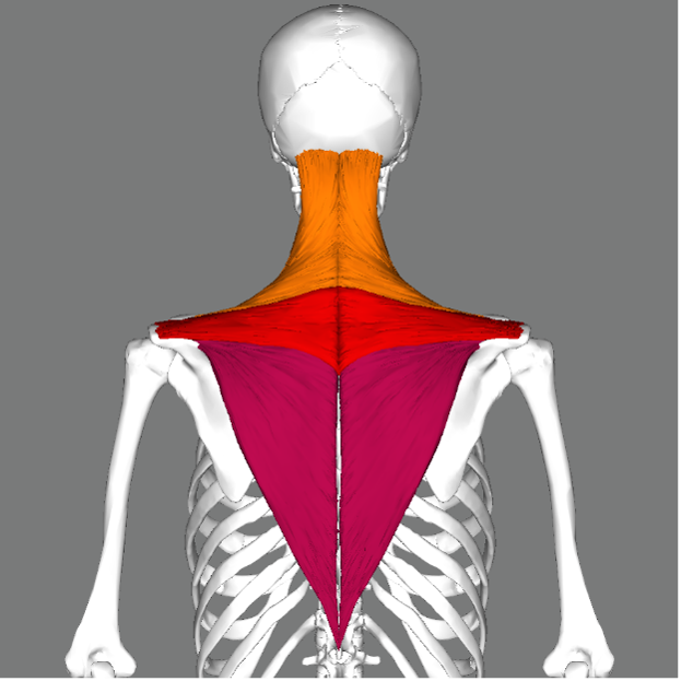 Anatomography Trapezius muscle diagram showing muscles on the back.